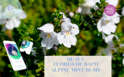 HEALY FLORES DE BACH – ALPINE MINT BUSH