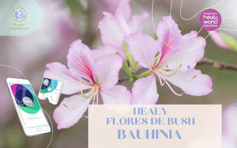 HEALY FLORES DE BUSH – BAUHINIA